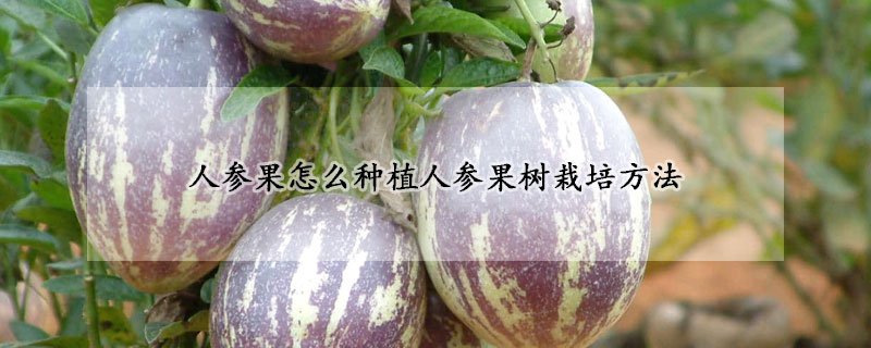 人參果怎么種植人參果樹(shù)栽培方法