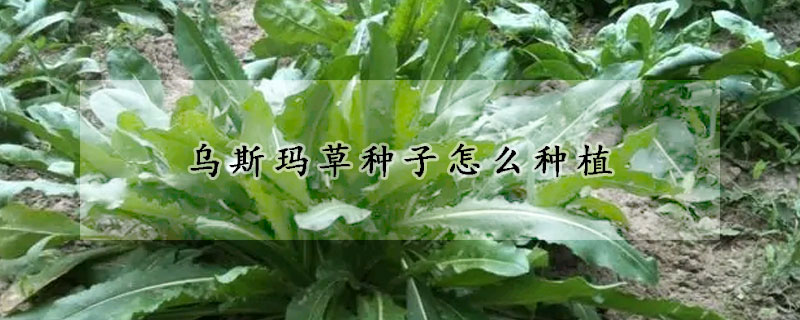 烏斯瑪草種子怎么種植