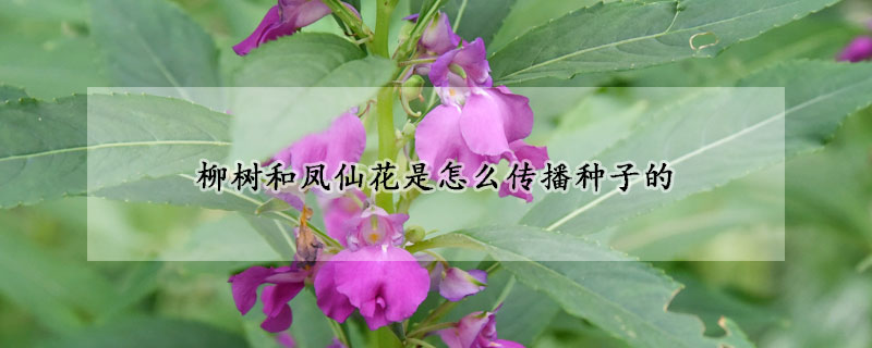 柳樹和鳳仙花是怎么傳播種子的