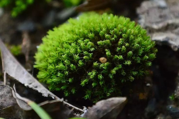 苔蘚怎么養(yǎng)才能綠