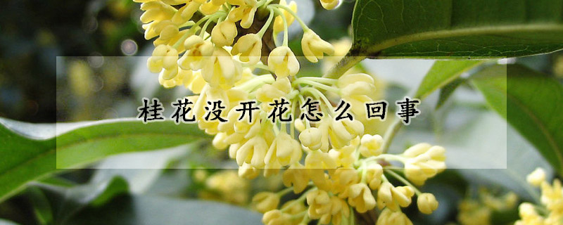 桂花沒開花怎么回事