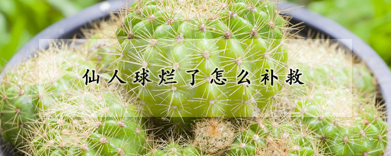 仙人球爛了怎么補(bǔ)救