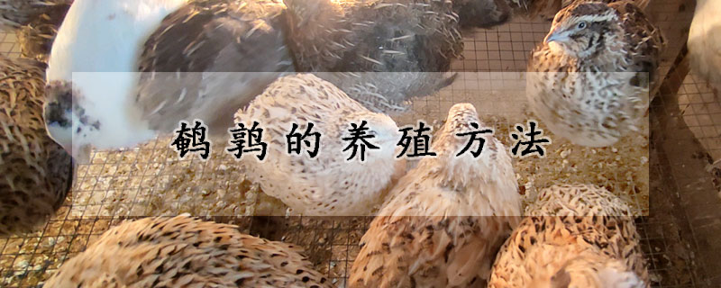 鵪鶉的養殖方法