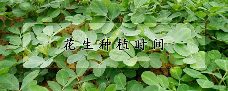 花生種植時間