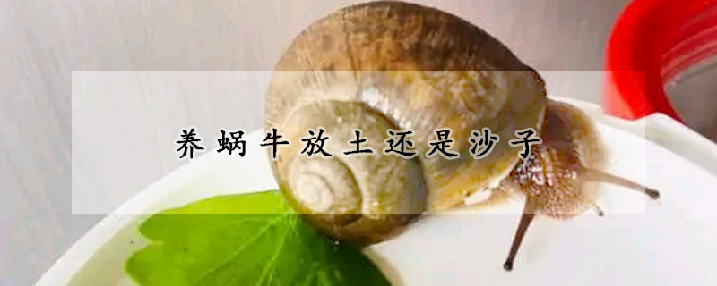 養蝸牛放土還是沙子