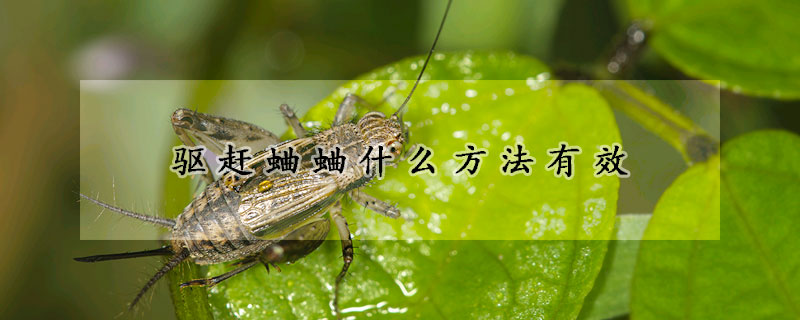 驅(qū)趕蛐蛐什么方法有效