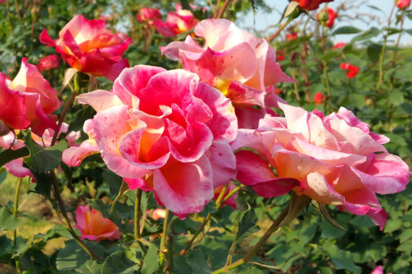 地栽月季花冬天怎么過冬