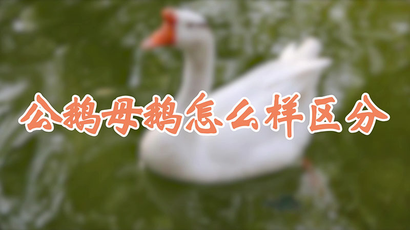 公鵝母鵝怎么樣區(qū)分