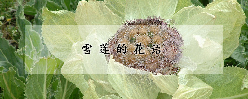 雪蓮的花語