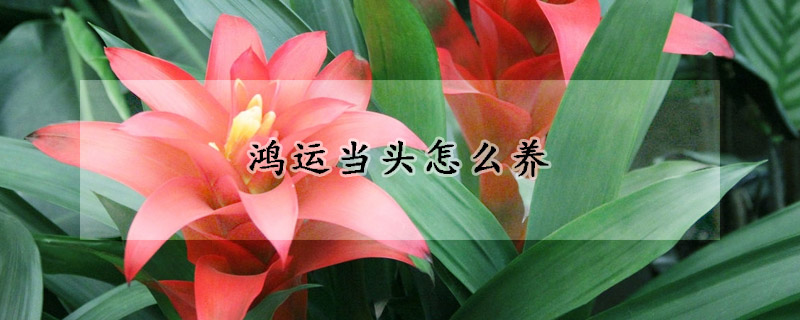 鴻運(yùn)當(dāng)頭怎么養(yǎng)