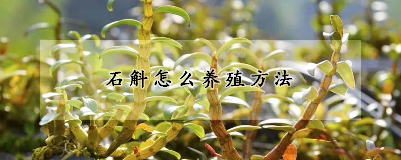 石斛怎么養(yǎng)殖方法