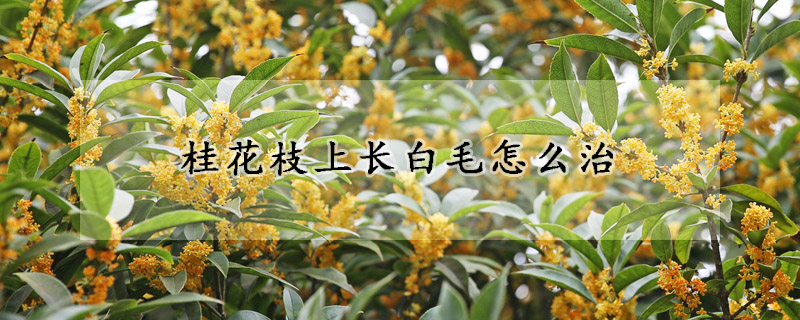 桂花枝上長白毛怎么治