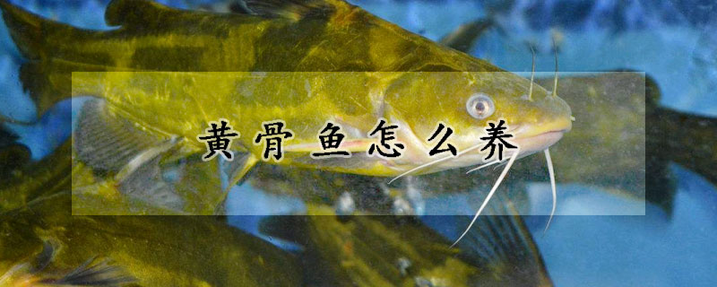 黃骨魚怎么養(yǎng)