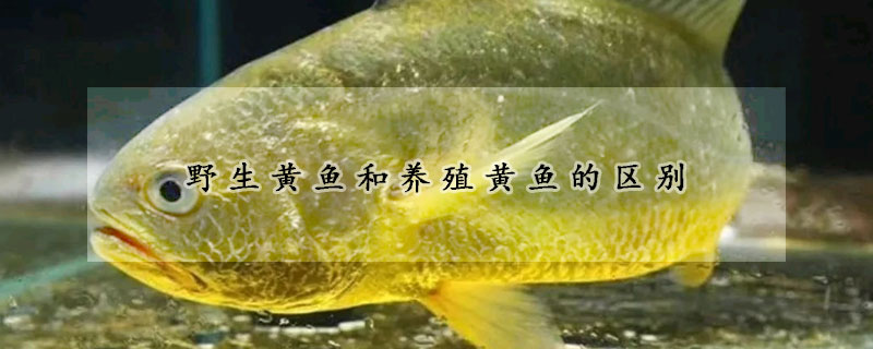 野生黃魚和養(yǎng)殖黃魚的區(qū)別