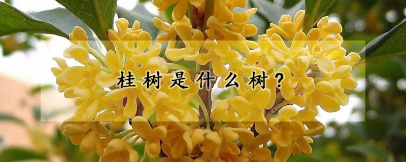 桂樹(shù)是什么樹(shù)?