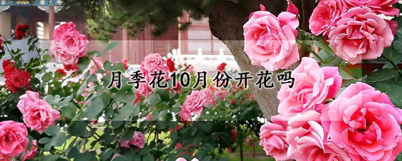 月季花10月份開花嗎