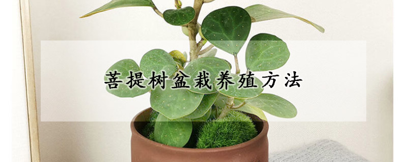 菩提樹盆栽養(yǎng)殖方法