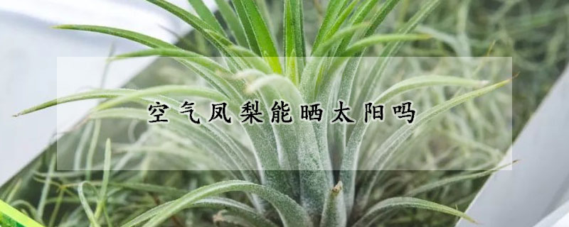 空氣鳳梨能曬太陽(yáng)嗎