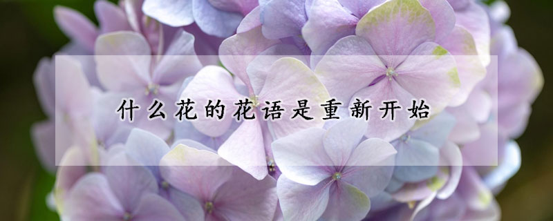 什么花的花語是重新開始