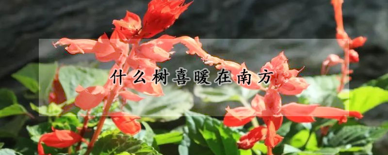 什么樹喜暖在南方