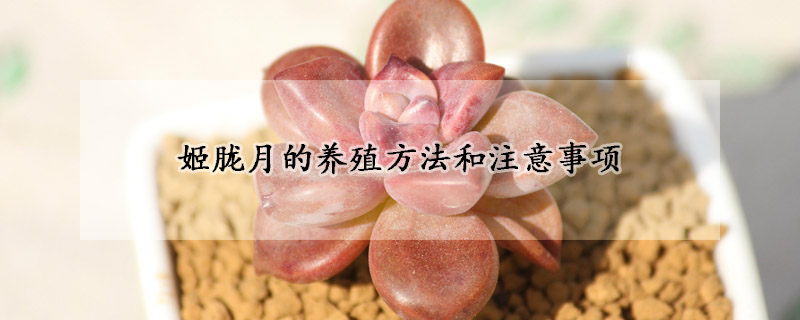 姬朧月的養(yǎng)殖方法和注意事項(xiàng)