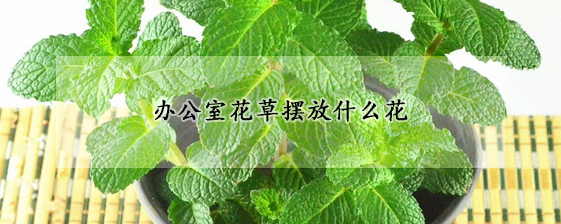 辦公室花草擺放什么花