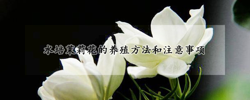 水培茉莉花的養(yǎng)殖方法和注意事項(xiàng)