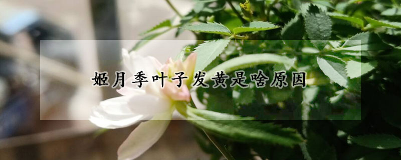 姬月季葉子發(fā)黃是啥原因