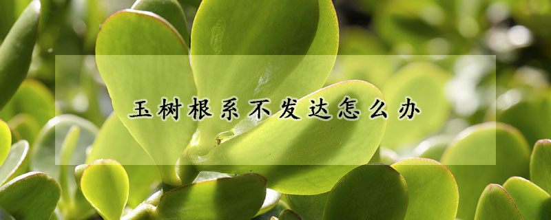 玉樹根系不發(fā)達(dá)怎么辦