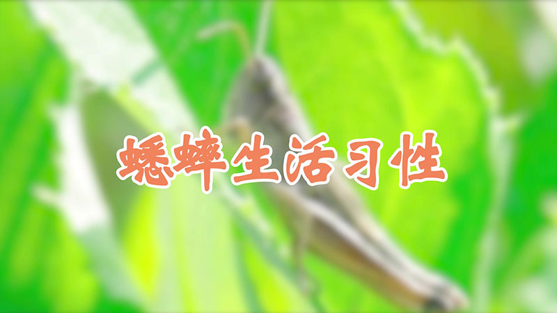 蟋蟀生活習(xí)性