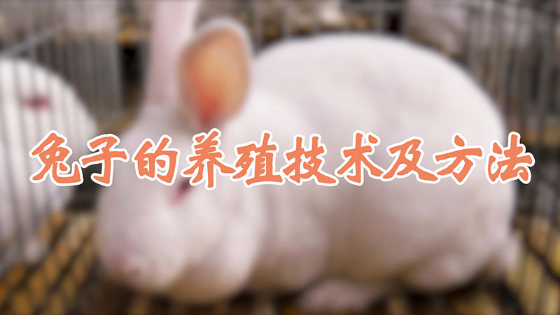 兔子的養(yǎng)殖技術(shù)及方法