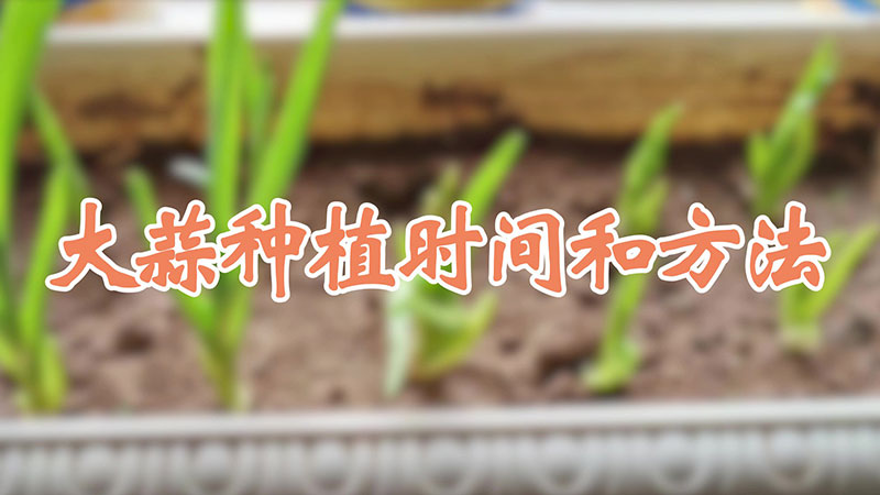 大蒜種植時間和方法