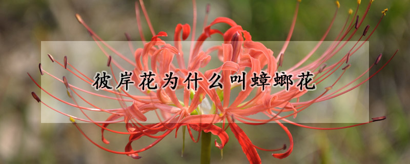 彼岸花為什么叫蟑螂花