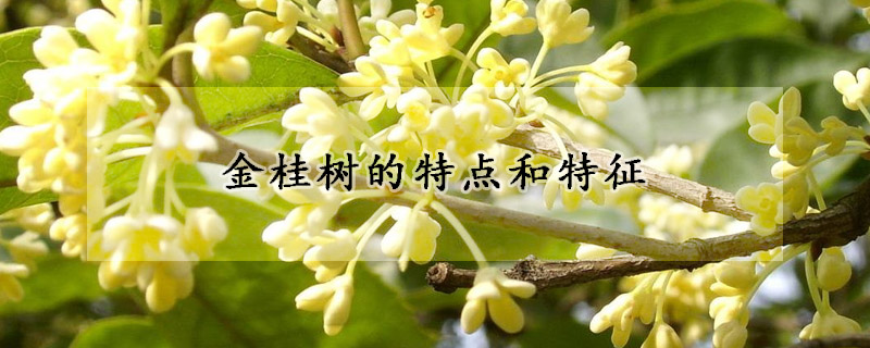 金桂樹(shù)的特點(diǎn)和特征