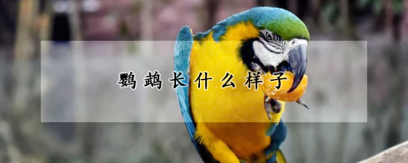 鸚鵡長什么樣子