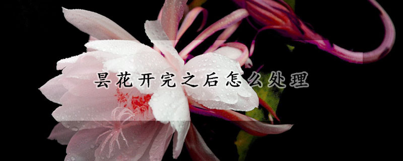 曇花開完之后怎么處理