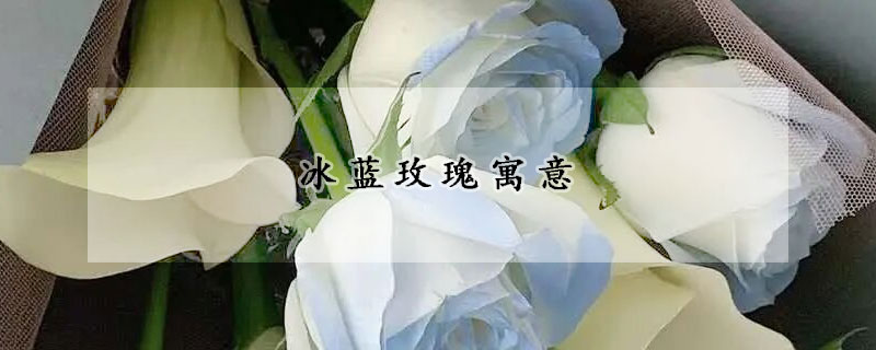 冰藍玫瑰寓意