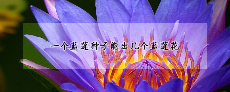 一個藍(lán)蓮種子能出幾個藍(lán)蓮花