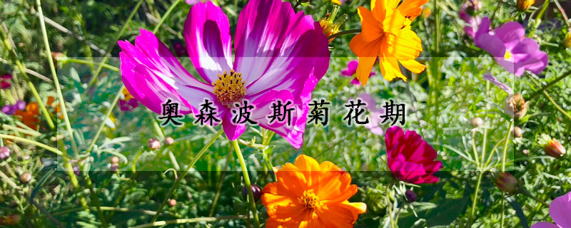 奧森波斯菊花期