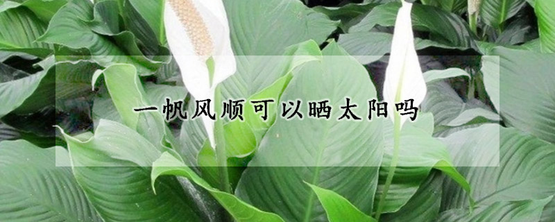 一帆風(fēng)順可以曬太陽嗎