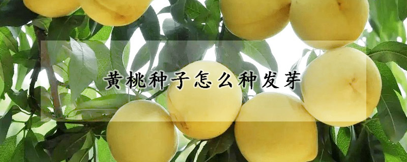 黃桃種子怎么種發芽