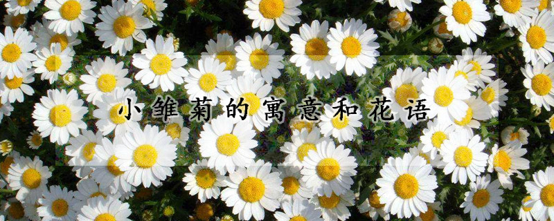 小雛菊的寓意和花語