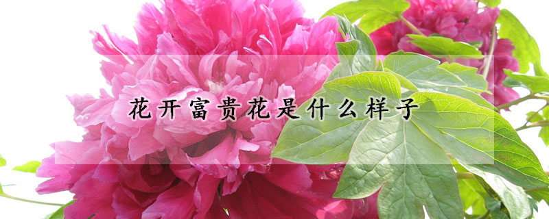 花開富貴花是什么樣子