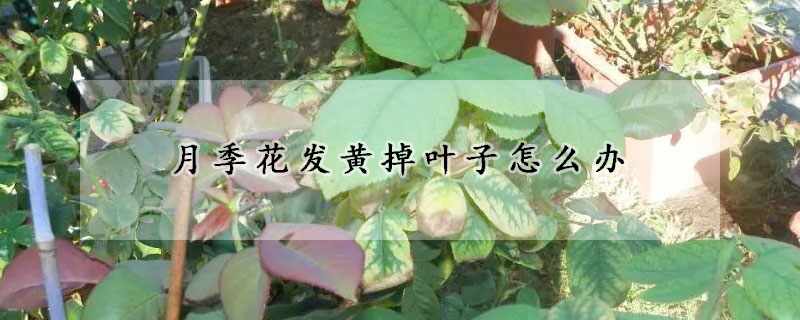 月季花發(fā)黃掉葉子怎么辦