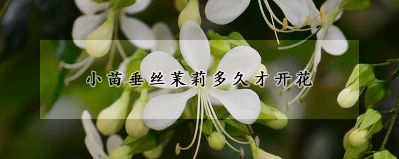 小苗垂絲茉莉多久才開(kāi)花