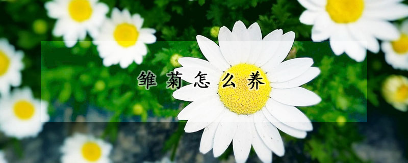 雛菊怎么養(yǎng)