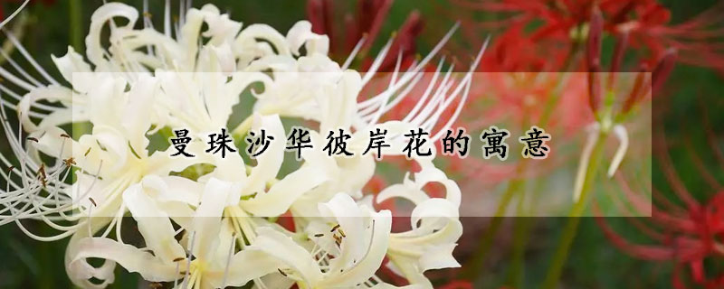 曼珠沙華彼岸花的寓意