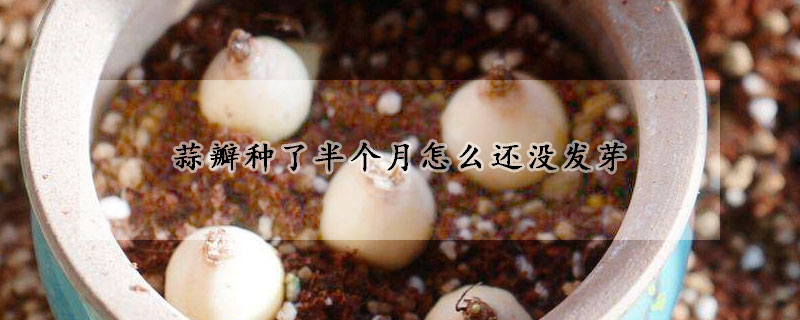 蒜瓣種了半個月怎么還沒發芽