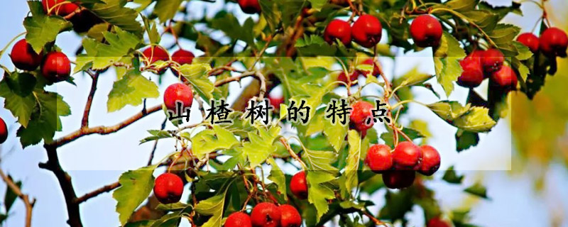 山楂樹(shù)的特點(diǎn)