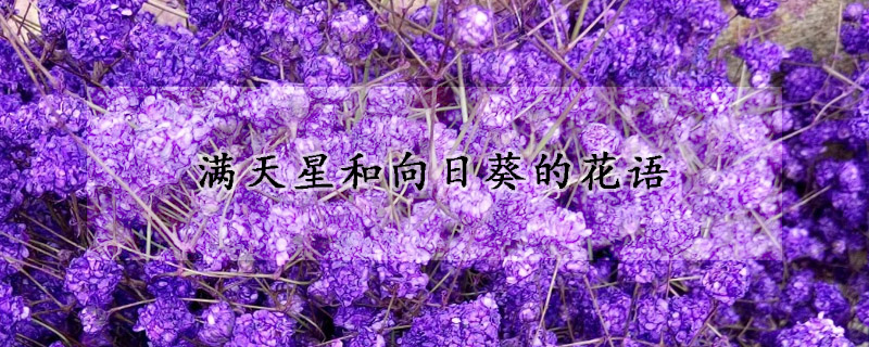 滿天星和向日葵的花語